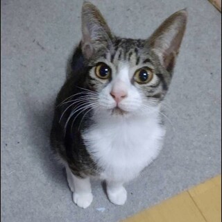 お利口なキジ白猫
