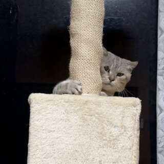 抱っこ大好き、まん丸顔のサバトラくん❤️