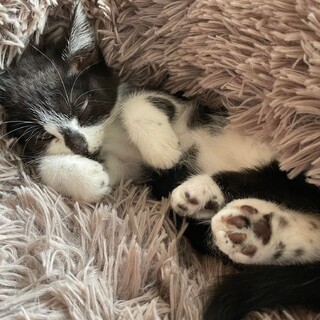 青森県が募集対象の猫の里親募集情報 :: ペットのおうち【月間利用者 