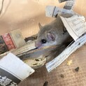 アフリカヤマネ（推定1歳）