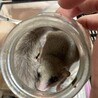 アフリカヤマネ（推定1歳） サムネイル2