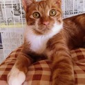 生後6ヶ月くらいの男の子１匹♂