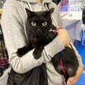 おおらかな性格の黒猫やまとちゃん♪