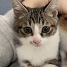 人とネコちゃんが大好きな甘えん坊の若ちゃんです！！ サムネイル1