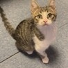 人とネコちゃんが大好きな甘えん坊の若ちゃんです！！ サムネイル2