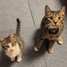 人とネコちゃんが大好きな甘えん坊の若ちゃんです！！ サムネイル3