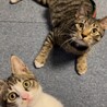 人とネコちゃんが大好きな甘えん坊の若ちゃんです！！ サムネイル4