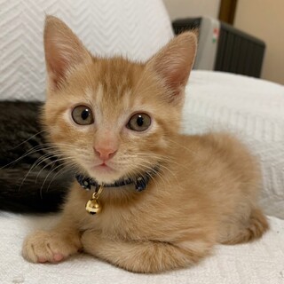 募集停止❤️茶トラ男子フィナンシェ