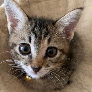 募集停止❤️キジトラ女子ショコラ