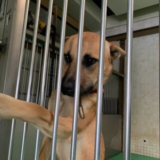 【里親決定】ありがとうございました！