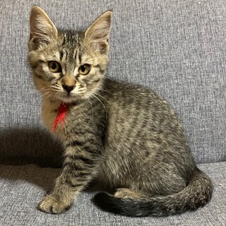 キジトラ女の子おっとりケイちゃん