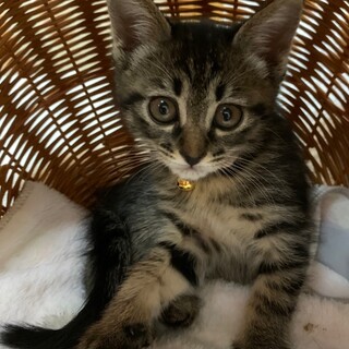 募集停止❤️キジトラ女子カヌレ