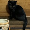 ゴロゴロの甘えん坊黒の仔猫ピンクちゃん サムネイル3