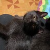 ゴロゴロの甘えん坊黒の仔猫ピンクちゃん サムネイル4