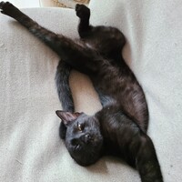 おかゆ