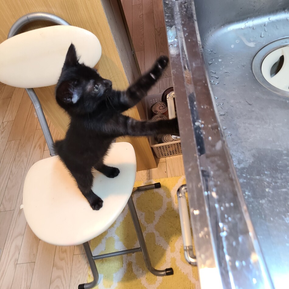おかゆのカバー写真