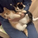 ゴロゴロ元気な双子です