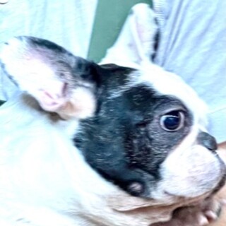 フレンチの女の子