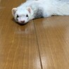 ずぅみ