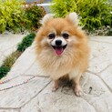 ポポちゃん　ポメラニアン　５歳　男の子
