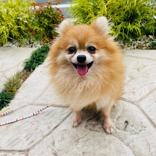 ポポちゃん　ポメラニアン　５歳　男の子