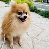 ポポちゃん　ポメラニアン　５歳　男の子 サムネイル2