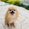ポポちゃん　ポメラニアン　５歳　男の子 サムネイル3