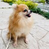 ポポちゃん　ポメラニアン　５歳　男の子 サムネイル4