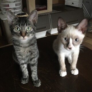 しつこいくらい甘えん坊な兄弟です