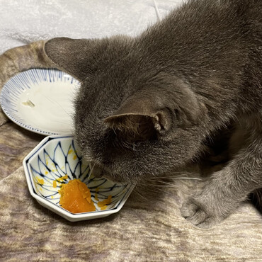 まにあった？イワシ食べてカボチャも食べるの？？