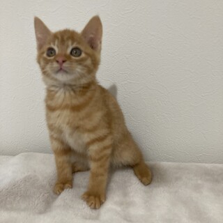 茶トラブラザーズのジョージ。