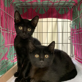 黒猫双子兄弟❤️生後約4ヶ月