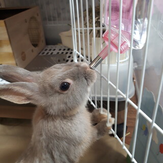 ライラックオターカラーのネザーランド(♂️)