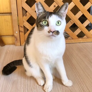 おひげ柄がポイント！白キジのチャンプくん