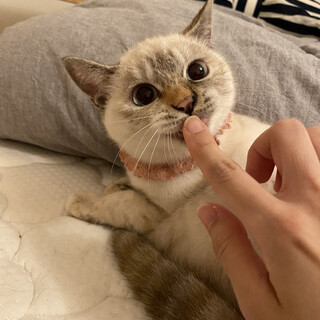 人馴れ◎ブルーアイでパステル三毛のママとこどもたち