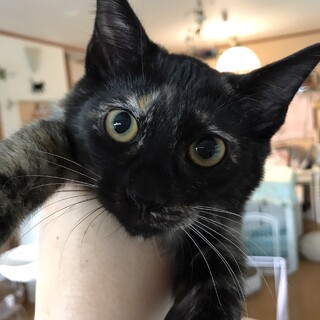 11月21日所沢譲渡会参加♪黒サビのパルムちゃん