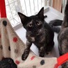 11月21日所沢譲渡会参加♪黒サビのパルムちゃん サムネイル3