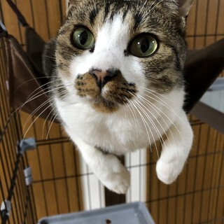 キジ白の保護猫ちゃん(オス、推定1才くらい）