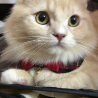 のえる