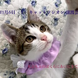 ＊キャットソシオン譲渡会＊第116回