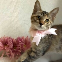 ＊キャットソシオン譲渡会＊第116回 サムネイル2