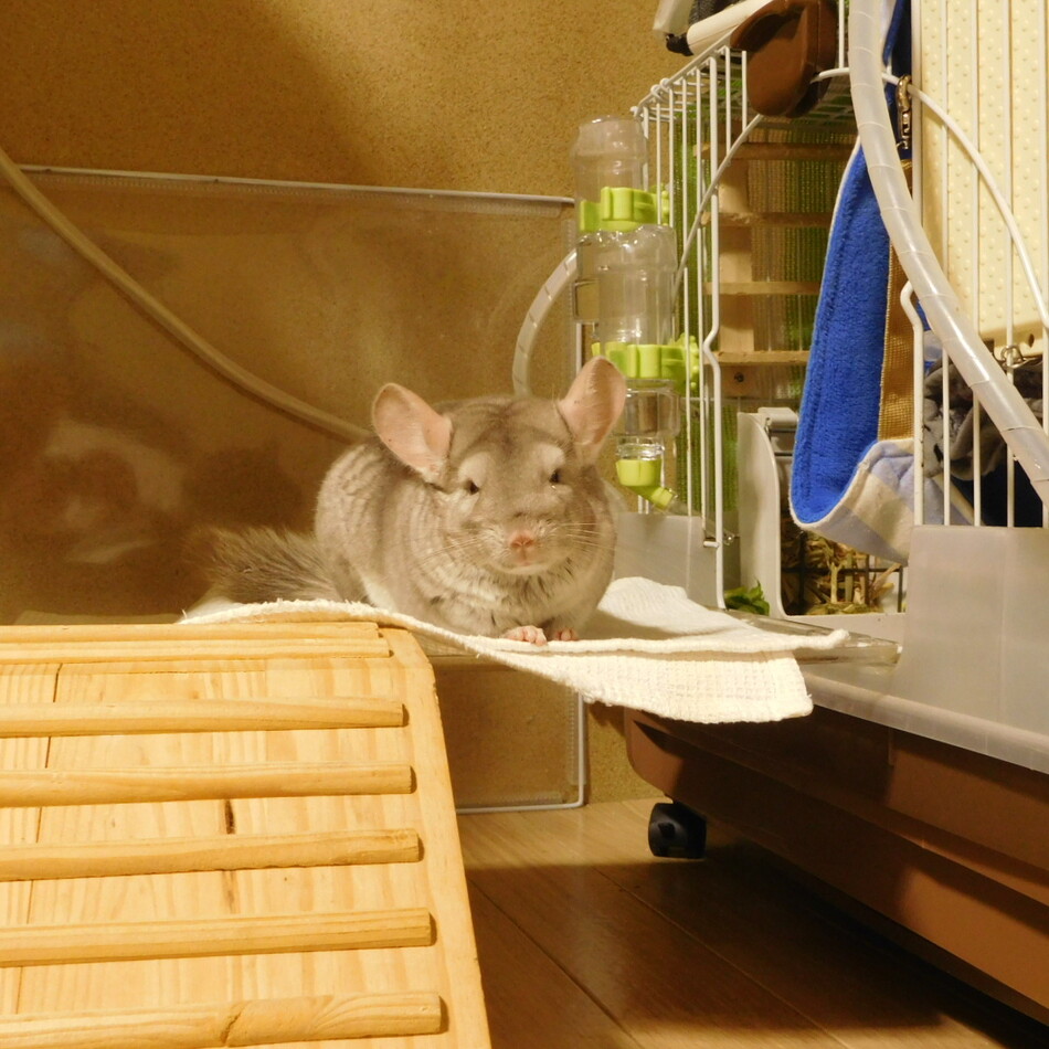 ぶるるんのカバー写真