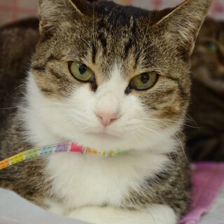 キュートなママ猫チビちゃん♥キジ白