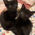 生後1ヵ月　兄弟　甘えん坊です