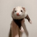 元気で可愛いフェレットの成海ちゃん