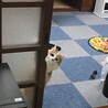 SpeedyBOONさん