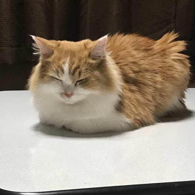 SpeedyBOONのカバー写真