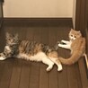 実家の猫と
