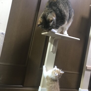 登れない…