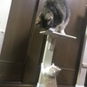 登れない…